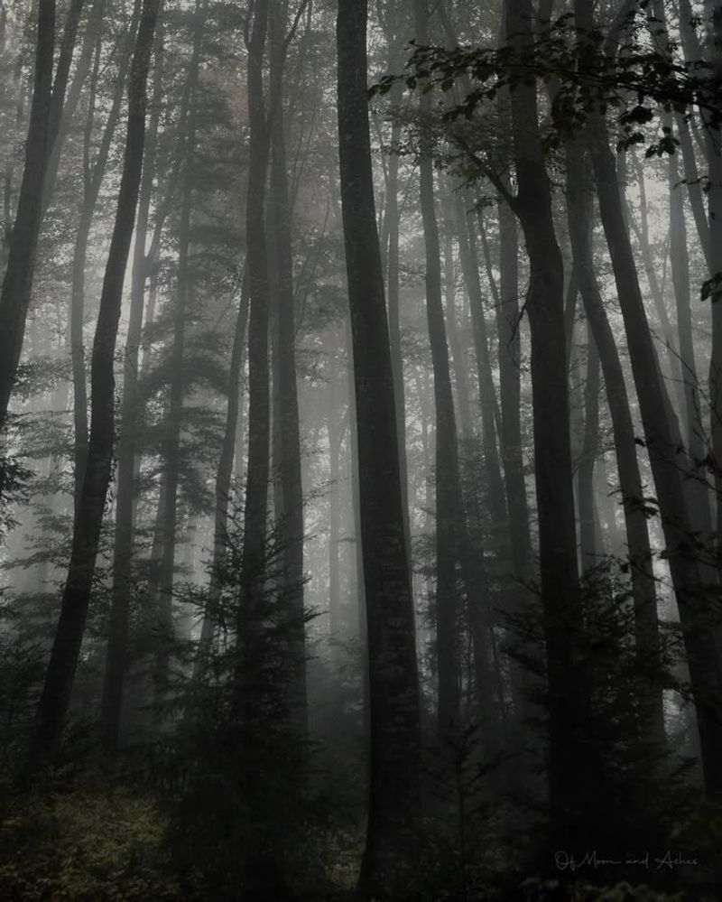 Mystic Fog Hollow
