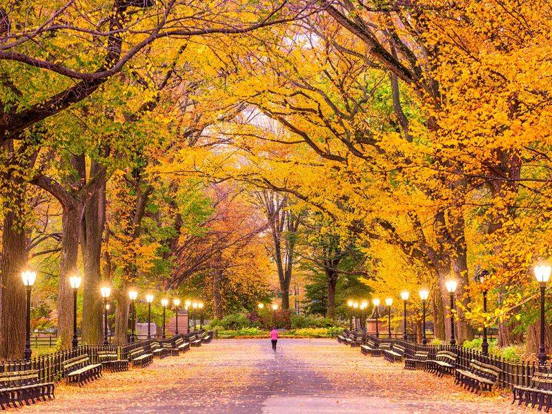 Chase peak color in Central Park