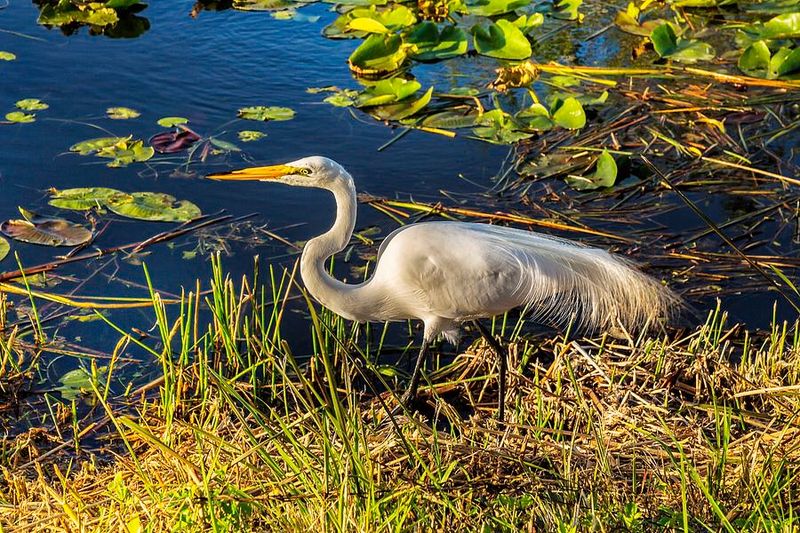 Pond #5 – Everglades National Park, Florida