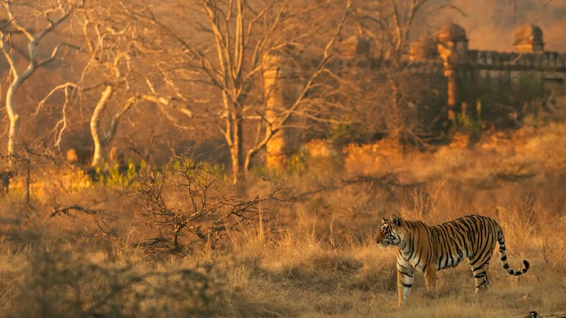9. Ranthambore National Park (India)