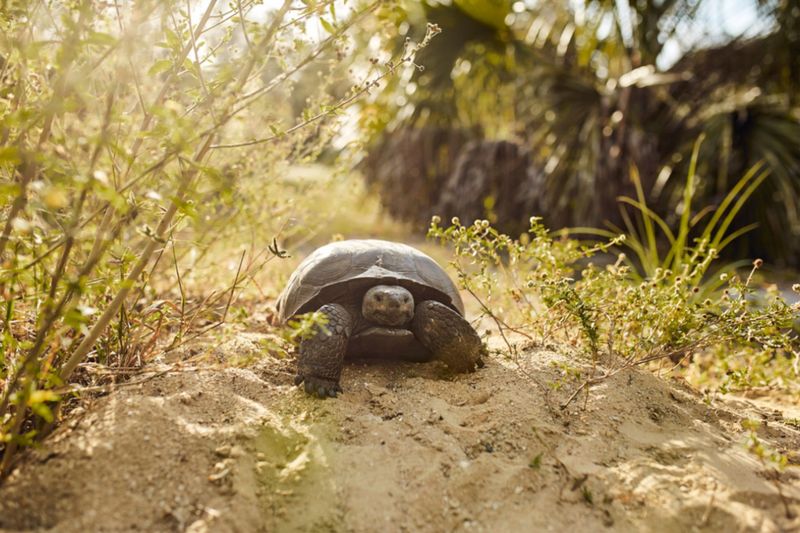 Gopher Tortoise Trail