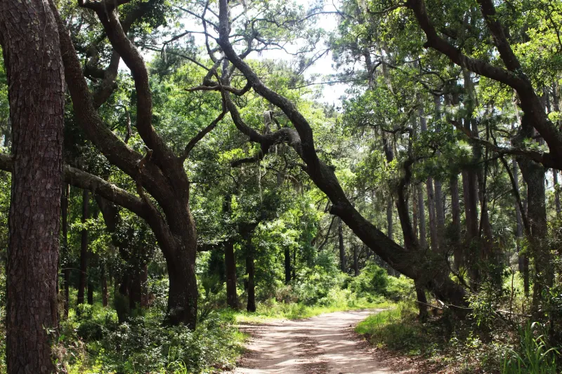 Edisto Beach State Park: Trails-to-Beach Walk