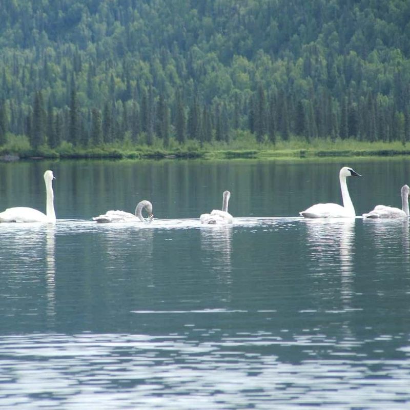 Swan Lake – Denali National Park, Alaska