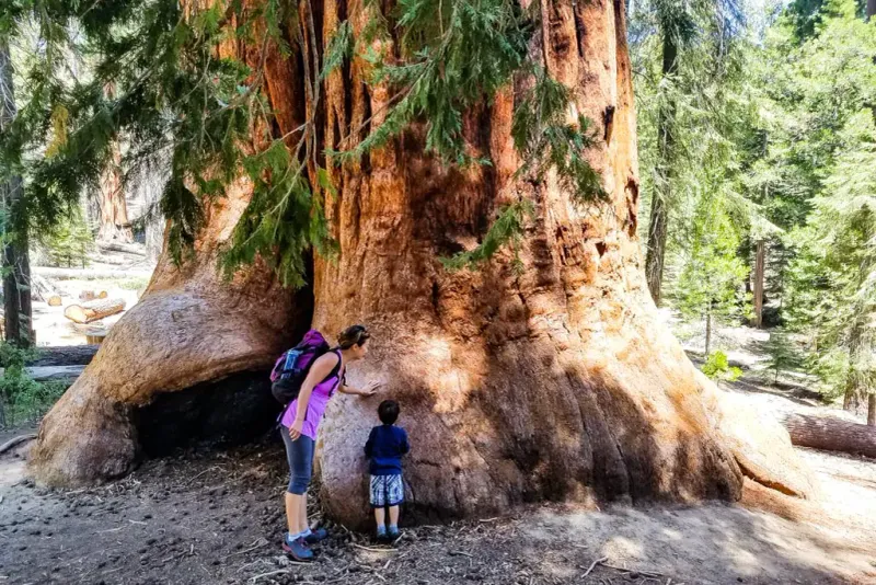 Long Meadow Grove (Trail of 100 Giants)