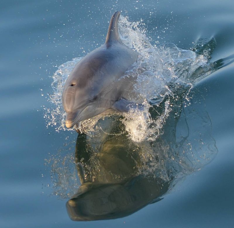 Marine Wildlife Adventures Await Offshore