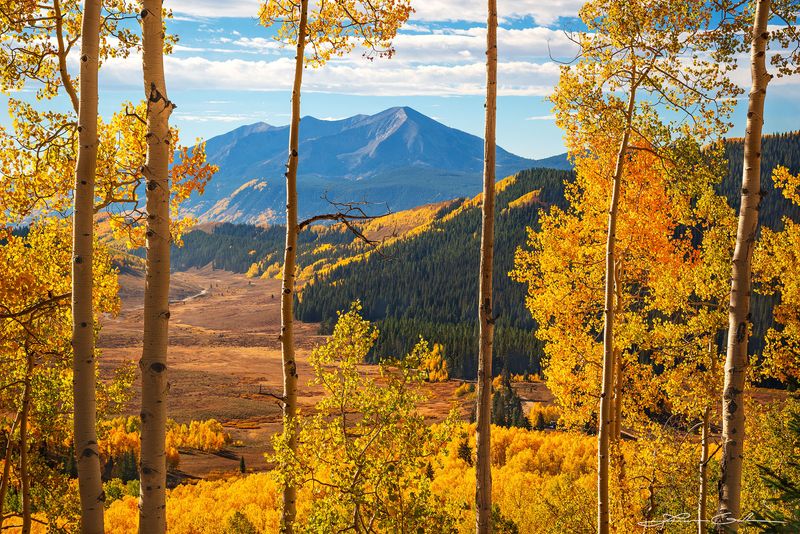 Nature's Golden Canvas