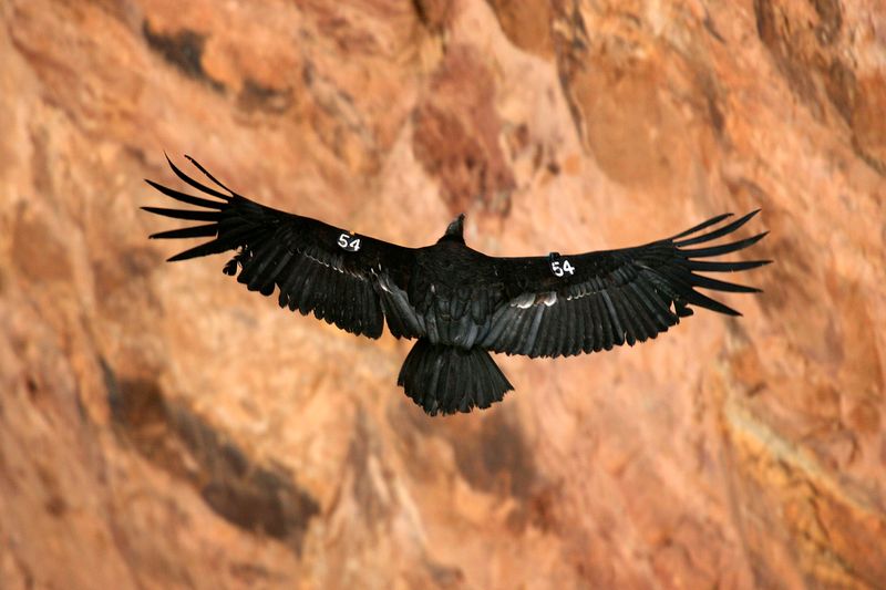 Witness California Condor Recovery Success