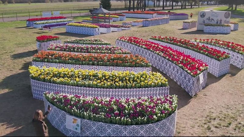 Tulip Immersion Garden