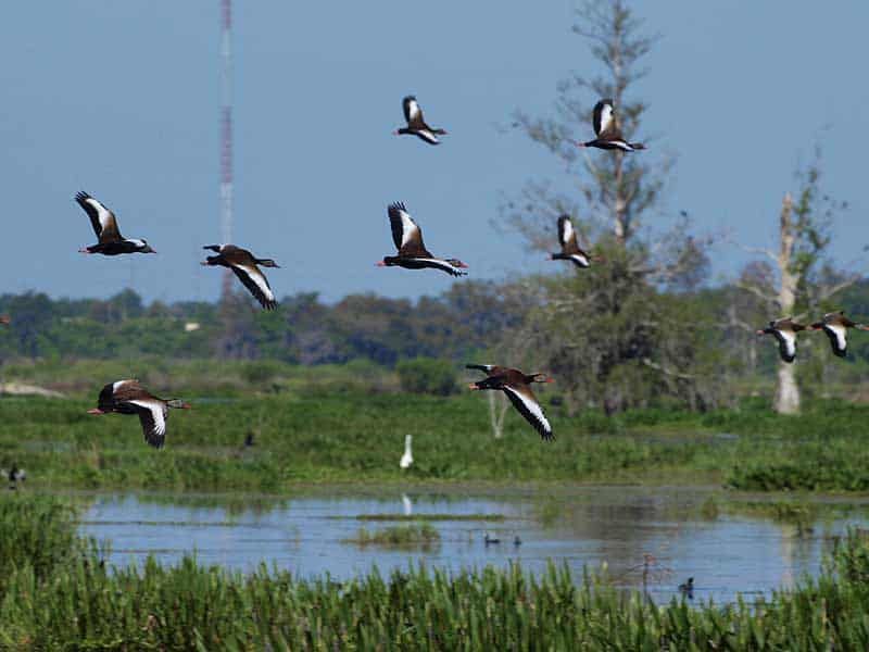 Join the Great Florida Birding Trail