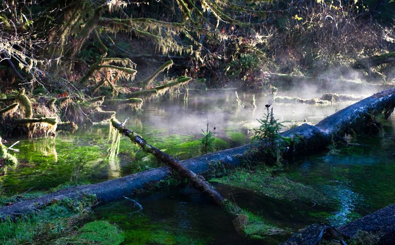 Hall of Mosses / Hoh Rain Forest