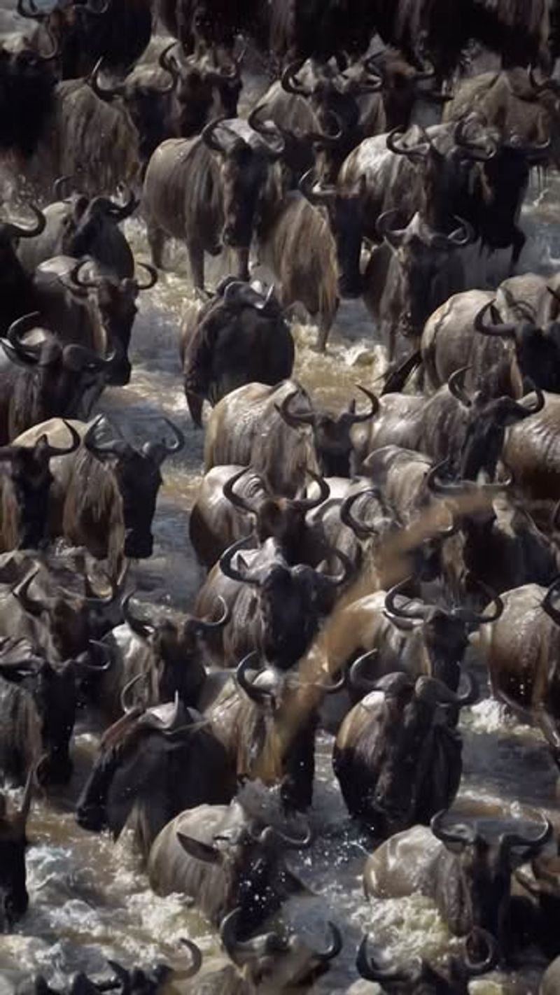 Animal Stampedes - When Wildlife Reclaims Territory