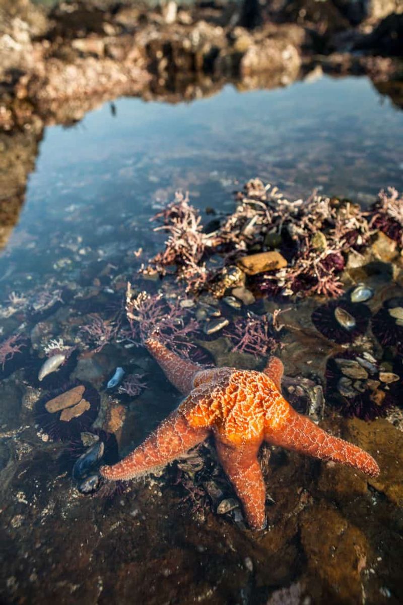 The Best Tide Pools Outside the Ocean