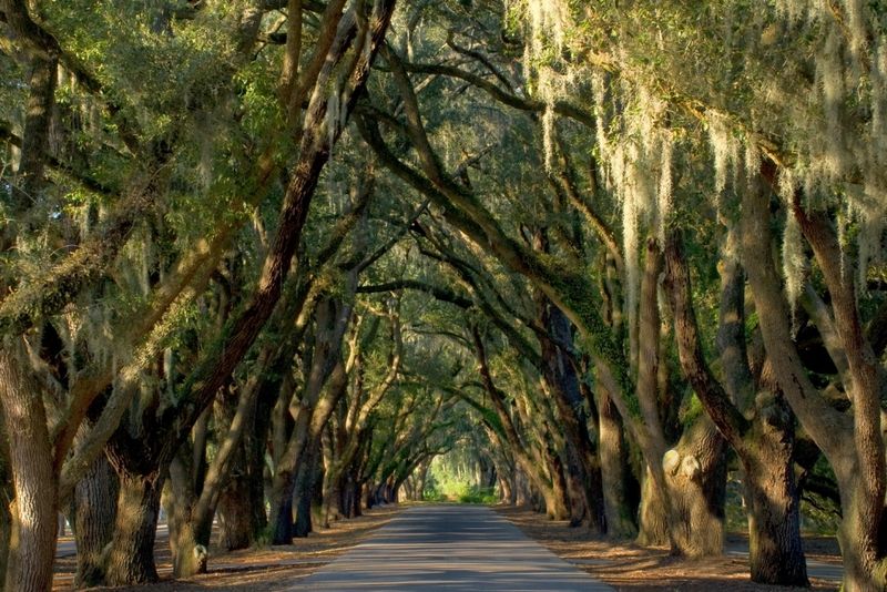 The Spanish Moss Trail