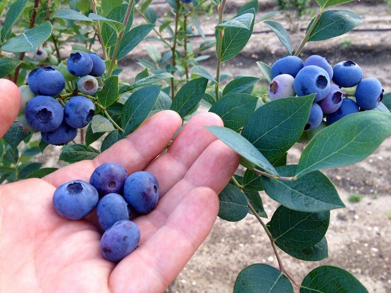 Perfect Growing Conditions Make Berry Magic Happen