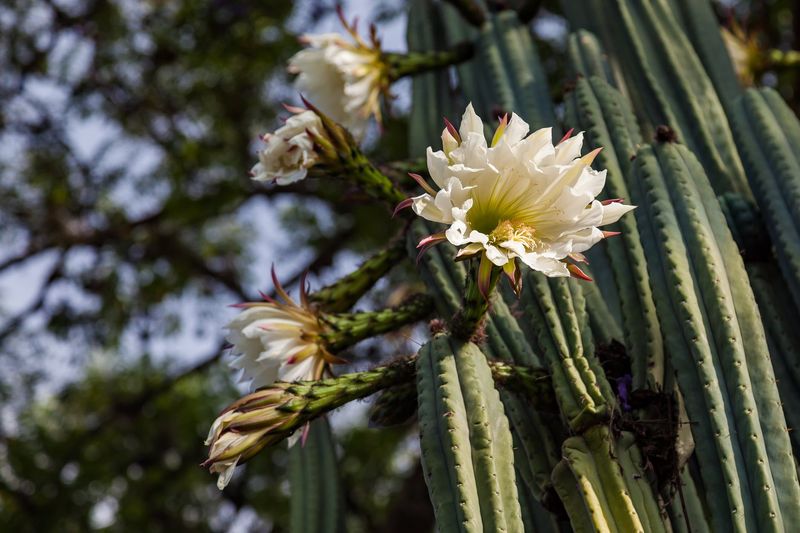Amazonian Plant Medicine (Beyond Ayahuasca)