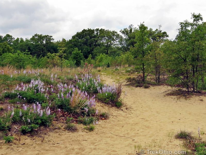 Oak Openings Preserve Metropark