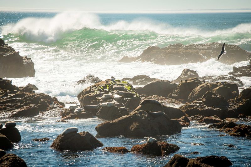 Salt Point State Park — Gerstle Cove (Sonoma Coast)
