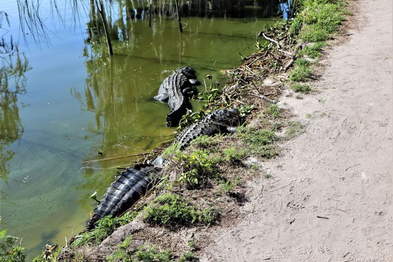 Experience the Legendary Alligator Alley Trail