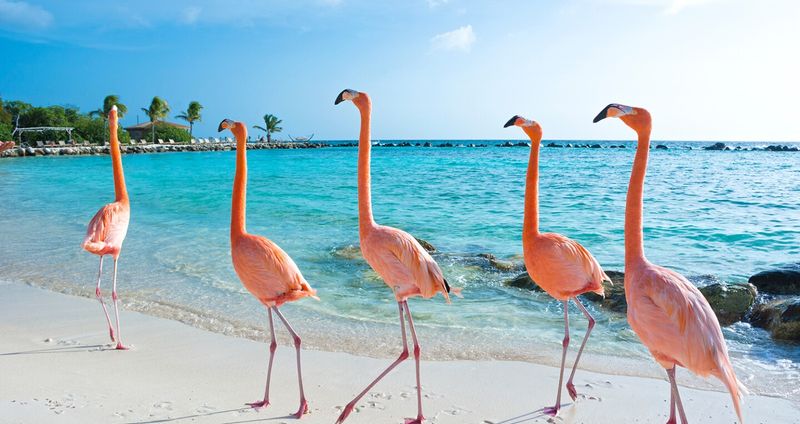 Aruba