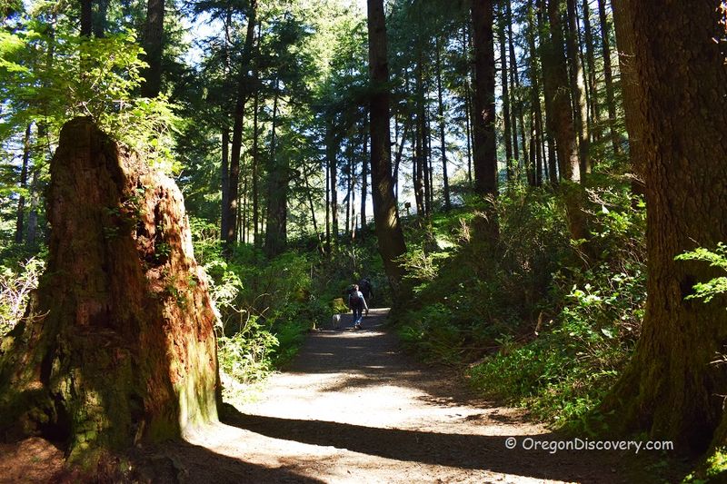 Old Growth Forest and Sitka Spruce Connectors