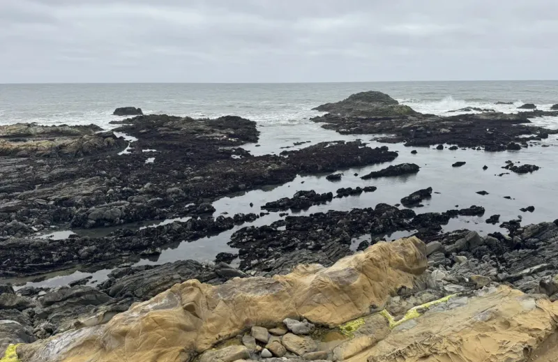 Bean Hollow State Beach (Pebble Beach & Bean Hollow) — San Mateo County