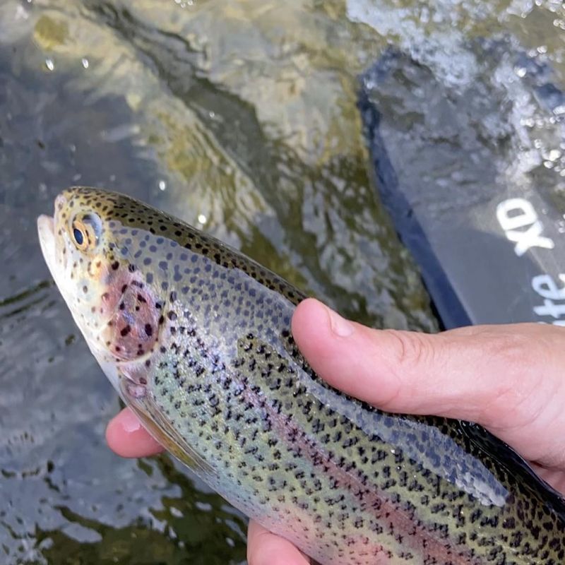 A Name Born From Nature's Bounty