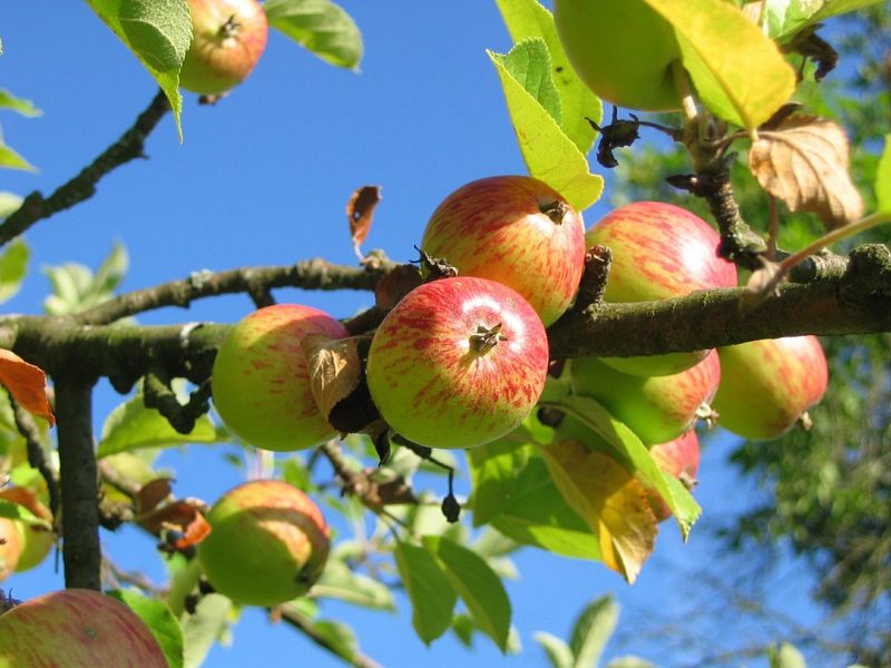 Styer Orchard — Langhorne, PA (Family-Friendly Bucks)