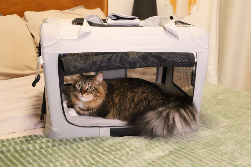 Carriers Are Their Castles