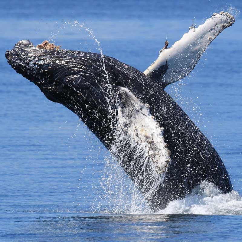 Whale Watching Without the Crowds