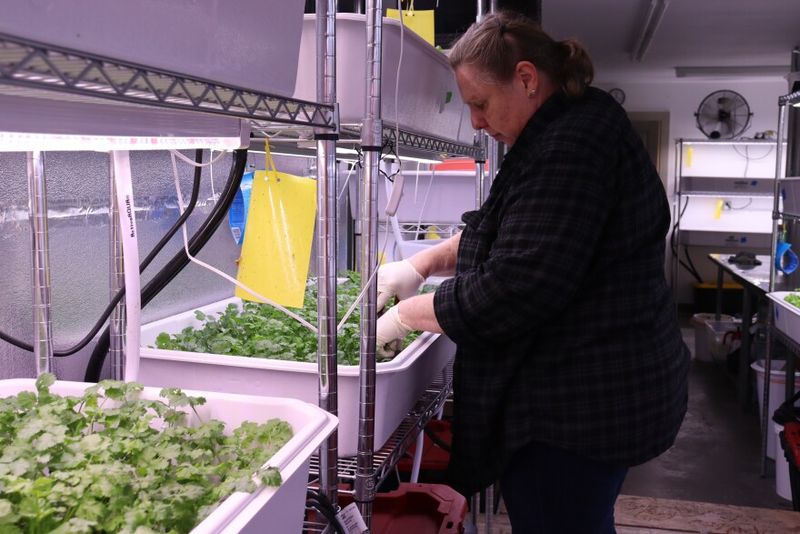 Cucumbers in the Cold: Year-Round Production