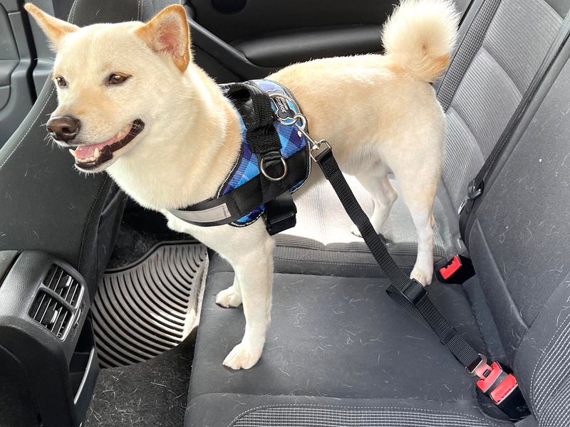 Dog Leash Seat Belt Attachment
