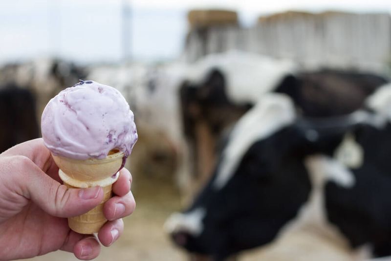 Reed’s Dairy (Idaho Falls & more) — farm-fresh huckleberry ice cream