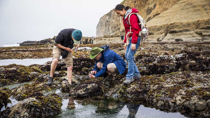 Tidepool Safari on a Low Tide