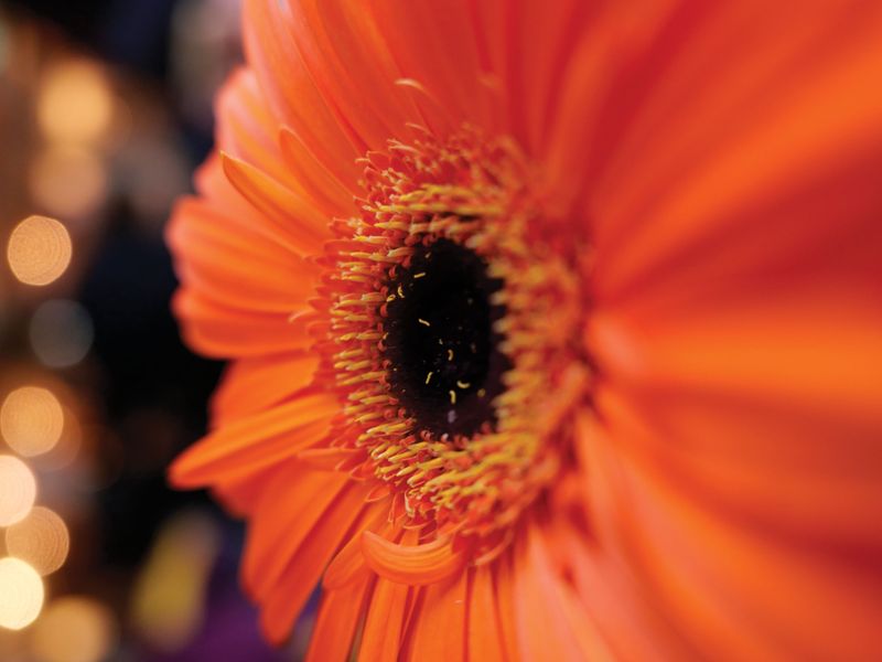 Panasonic Lumix LX100 II