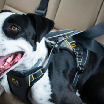 10 Pet Safety Gadgets for Travel