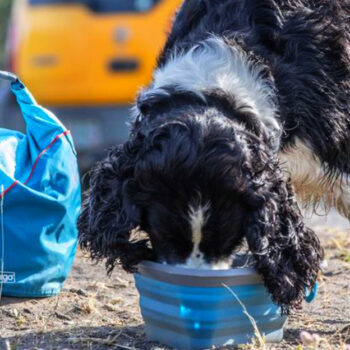 14 Pet-Friendly Travel Gadgets That Make Trips Easier