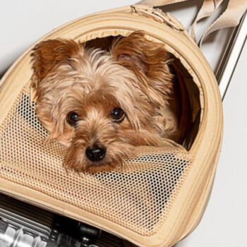 15 Best Travel Carriers for Small Dogs