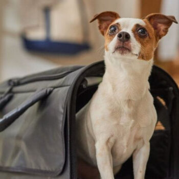 15 Pet Carriers Airline Crews Actually Approve