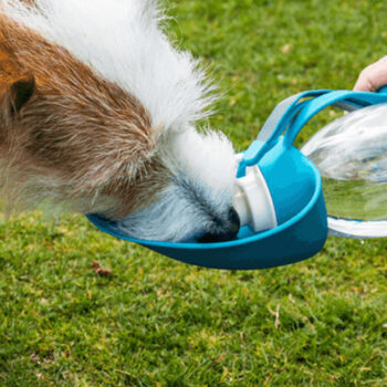 15 Pet Travel Accessories Every Owner Needs