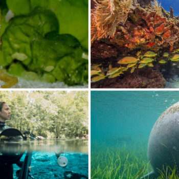 17 Hidden Key Largo Snorkel Spots Locals Don't Want Tourists to Find