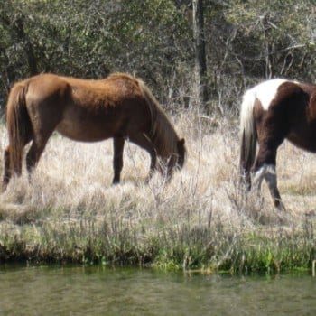 What to do in Chincoteague VA -- searching for ponies