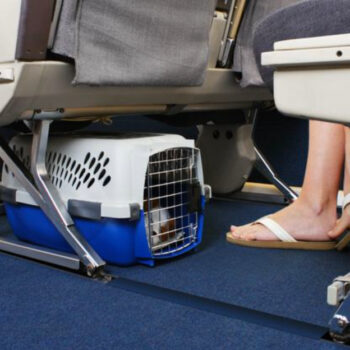 8 Essential Steps for a Smooth International Move With Your Pet