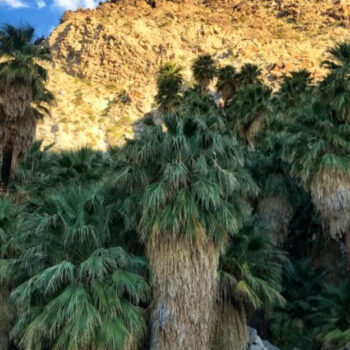 California, 29 Palms — The Town With a Desert Oasis Hidden by Palm Trees