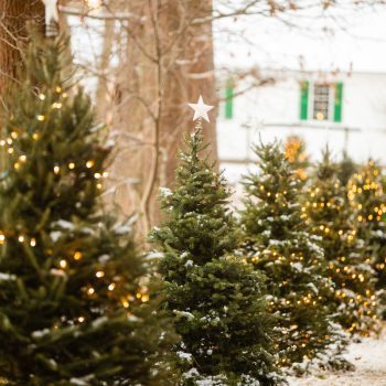 Christmas tree trail credit Debbie Segreve - Christmas in Massachusetts