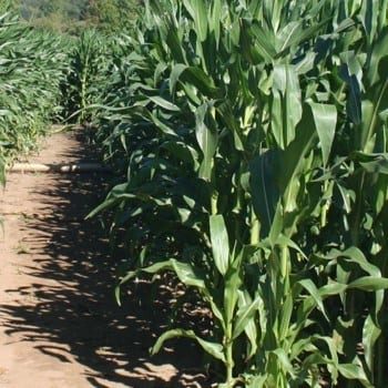Best corn mazes in Rhode Island