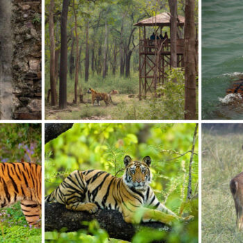 I Spent 21 Days Tracking Tigers in India - These 17 Parks Are Pure Magic