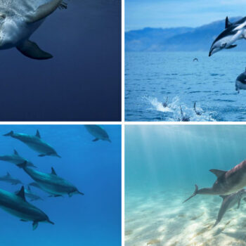 I Swam With Dolphins at 36 Locations Worldwide - These 17 Changed Everything