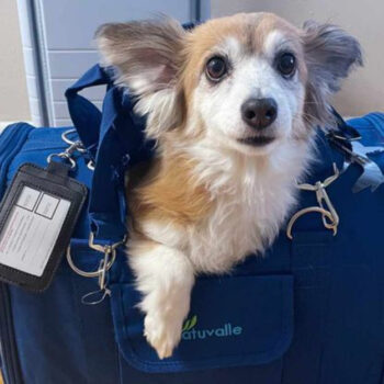 Paws on the Road: The Ultimate Guide to Traveling with Pets