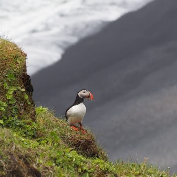 Puffin on cliff above black sand beach in Iceland