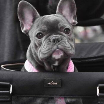 The Best Airline-approved Pet Carriers, Tested and Reviewed